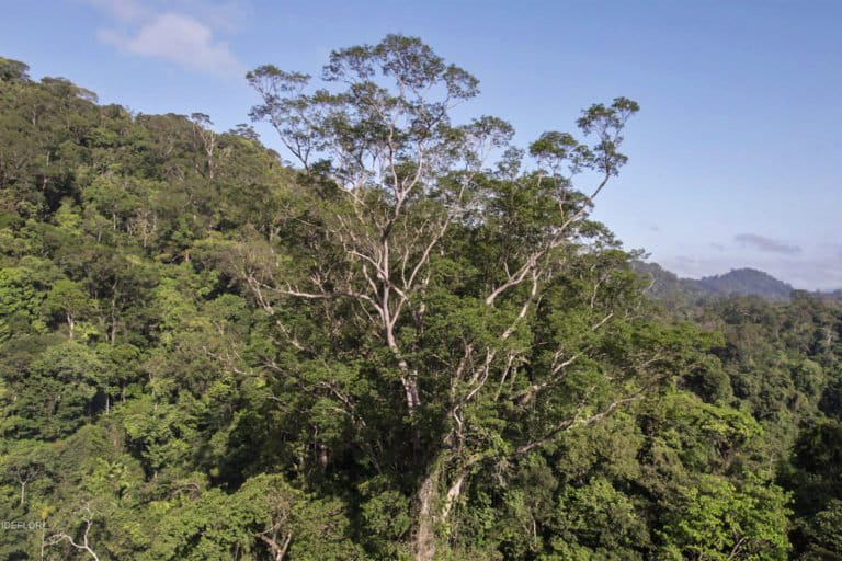 Amazon’s tallest tree among shorter trees.