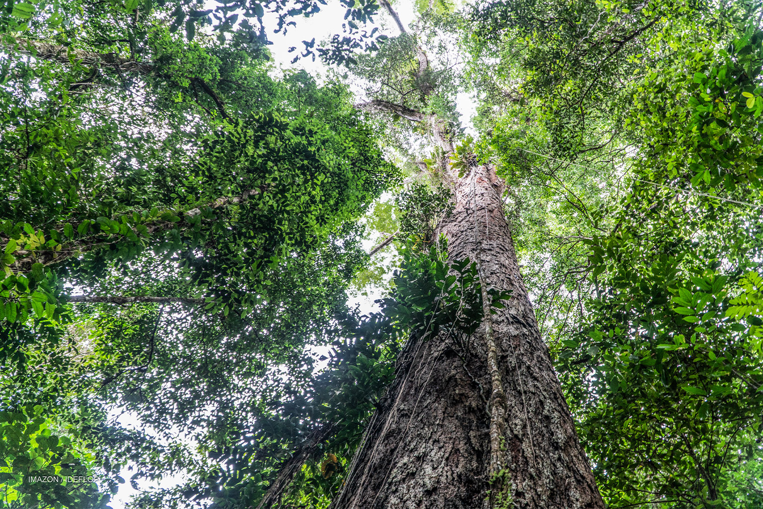 Looking up a giant tree.