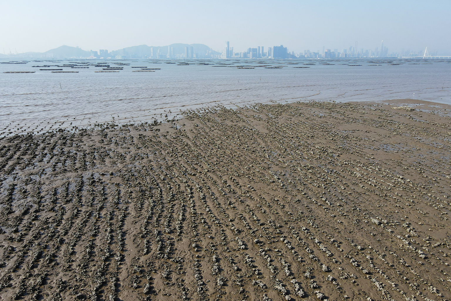 The abandoned oyster farm.