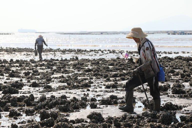 Restoring Hong Kong’s oyster reefs, one abandoned oyster farm at a time