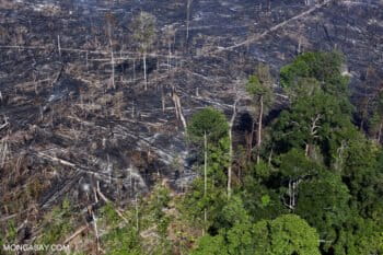 Burning within Tesso Nilo National Park.
