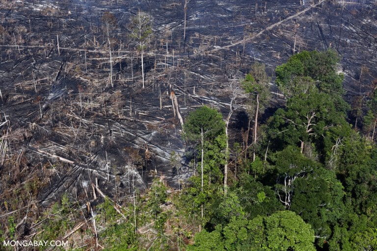 Burning within Tesso Nilo National Park.