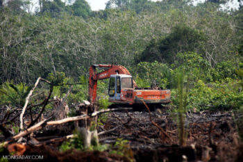 Peatlands destruction in Riau.