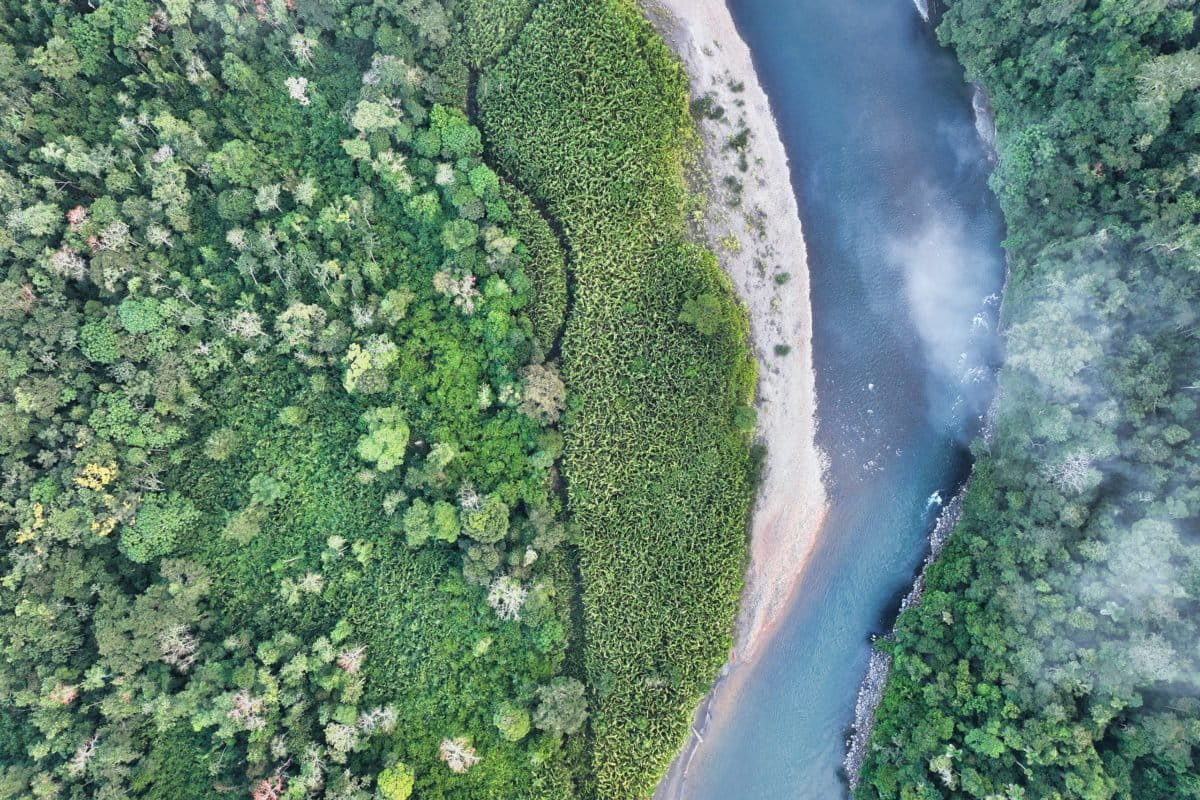 Rainforest in the Amazon. Photo credit: Rhett A. Butler