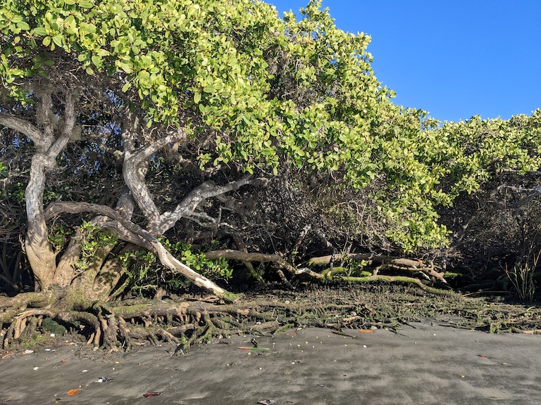 A mangrove at low tide in Magdalena Bay, Baja California, Mexico. Image by Morgan Erickson-Davis.