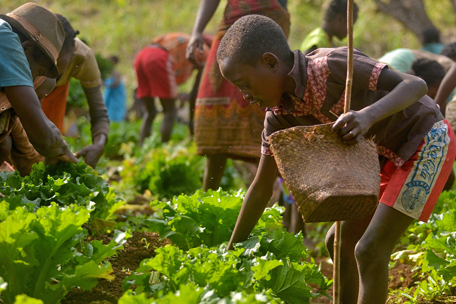 A rainforest community in Madagascar farming.