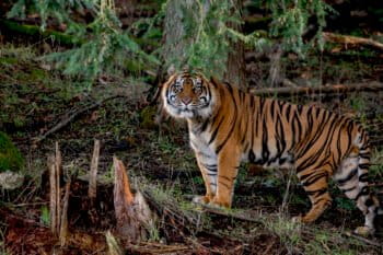 Sanjiv is a male Sumatran tiger who has arrived at a captive breeding center in Tacoma, Washington. Photo by Katie Cotterill for Point Defiance Zoo and Aquarium. Sanjiv.
