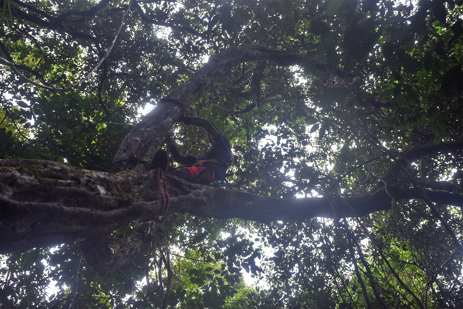 Parabiologist Senial P. Basing Jr. sets up arboreal camera traps in a tree canopy.