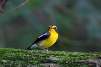 A narcissus flycatcher.