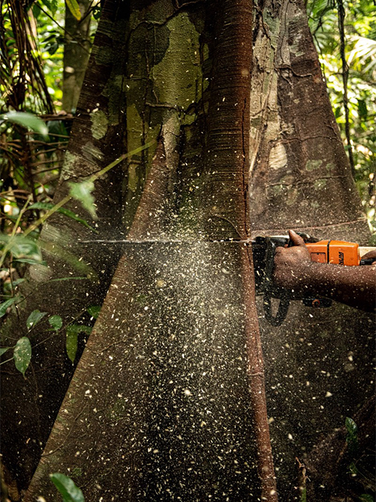 Cutting a tree with a chainsaw.