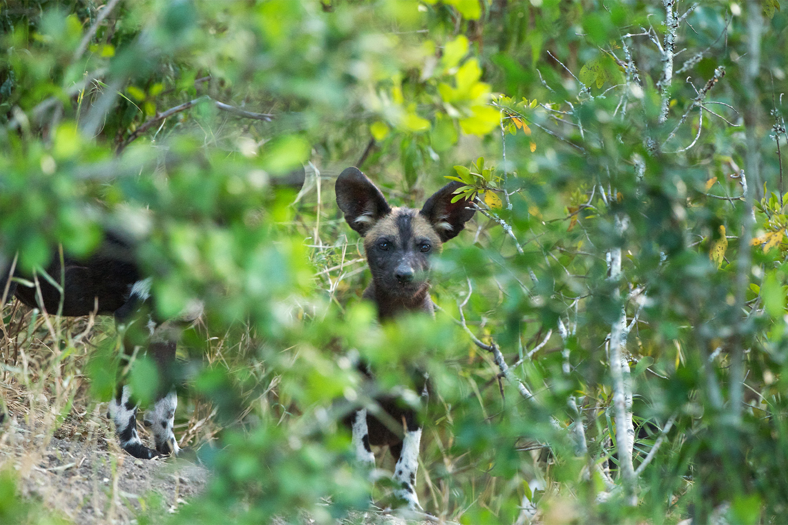 An African wild dog.