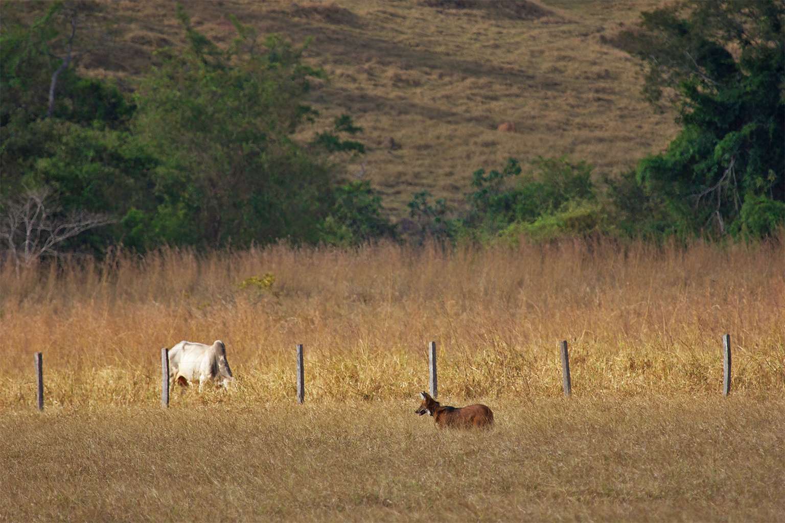 A maned wolf in a field.