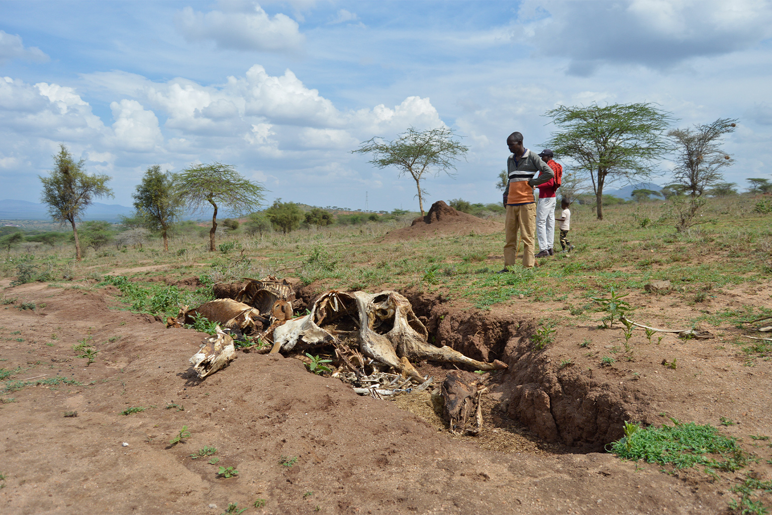 Mutunkei Parmet looks at carcasses of his cows.