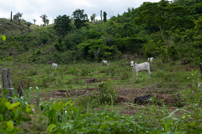 In Triunfo do Xingu, most of the razed forest is quickly replaced by cattle pasture. About two-thirds of the reserve falls within São Félix do Xingu, Brazil’s largest cattle-producing municipality and home to nearly 20 times more livestock than people. As ranchers seek to expand their landholdings, many are encroaching deeper into the forest. Image by Ana Ionova for Mongabay.