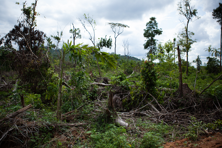 Brazil revises  deforestation 6% upward