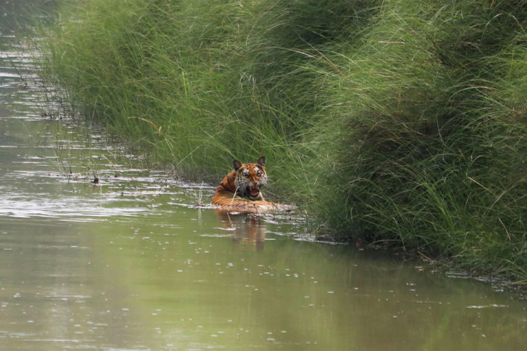 Do tiger-dense habitats also help save carbon stock? It’s complicated thumbnail