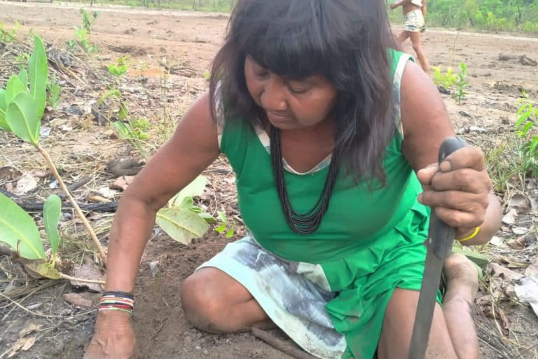 Tirecatinga Indigenous member collecting vegetables from a traditional garden. Image by Cleide Adriana da Silva Terena.