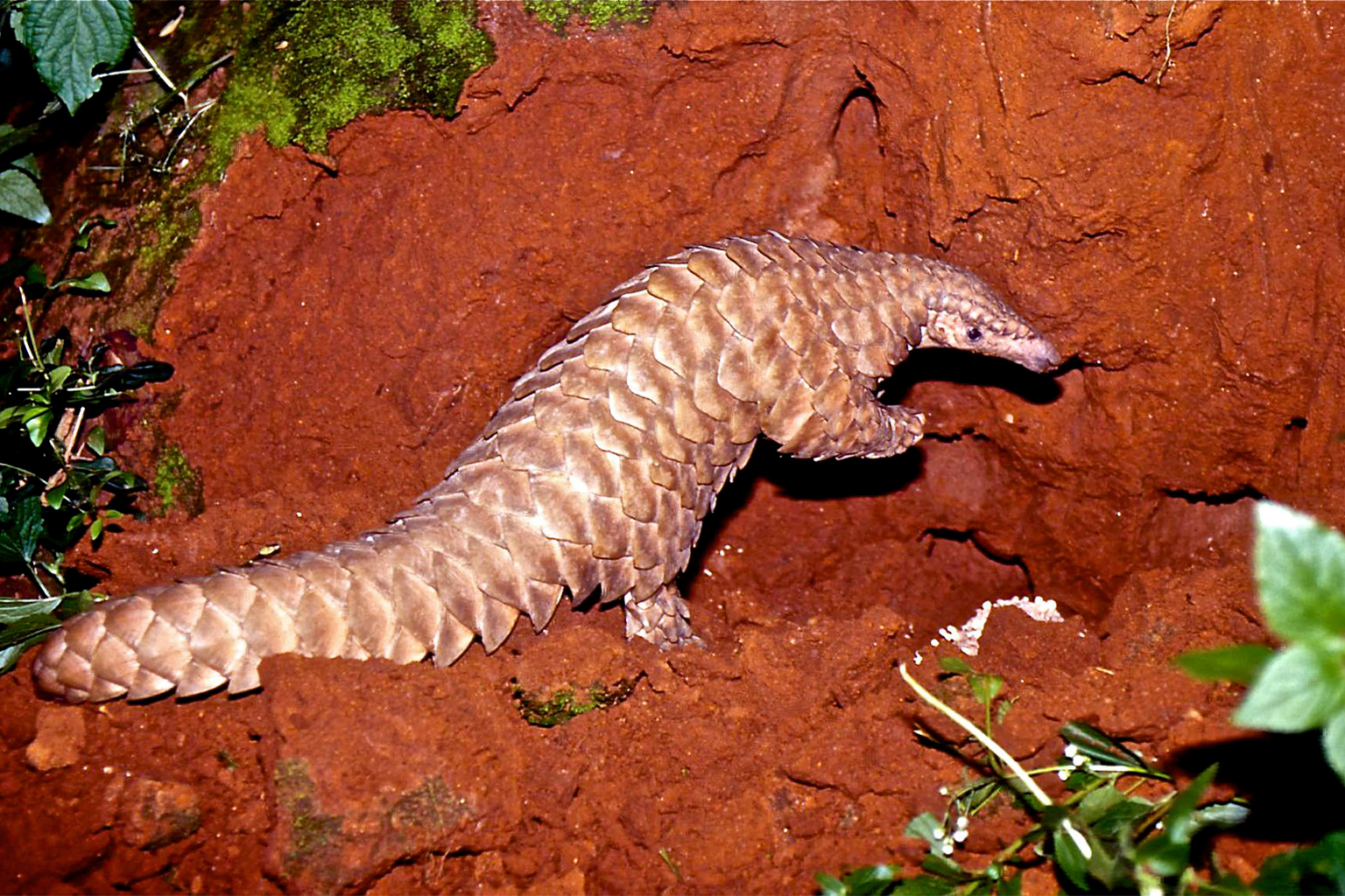 An Indian pangolin at its burrow.