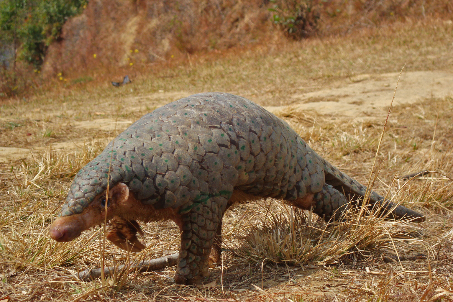 A Chinese pangolin.