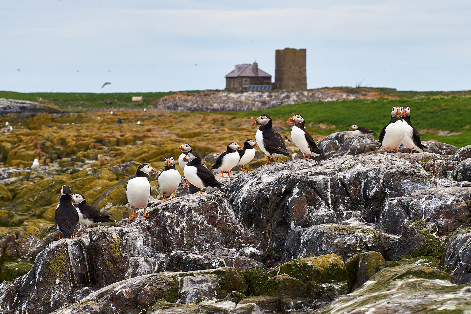 A group of puffins on a cliff on the Farne Islands.