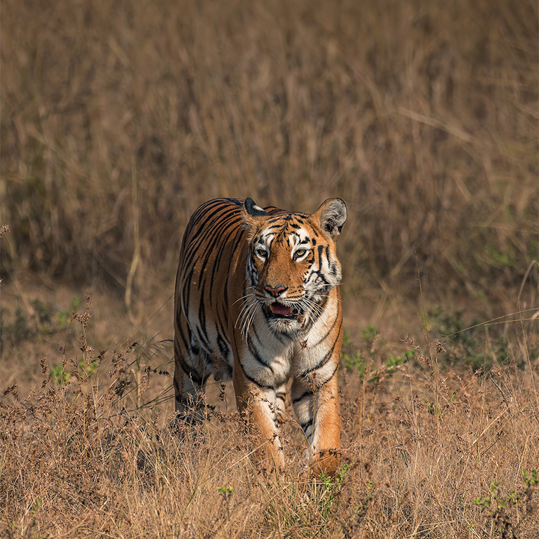 A Bengal tiger.