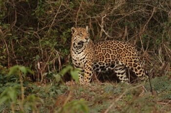 Nina, the jaguar.