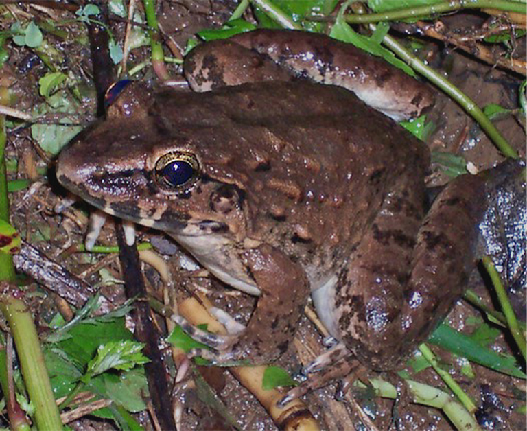 A giant Javan frog (Limnonectes macrodon).