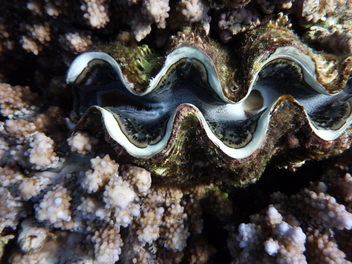 A giant clam.