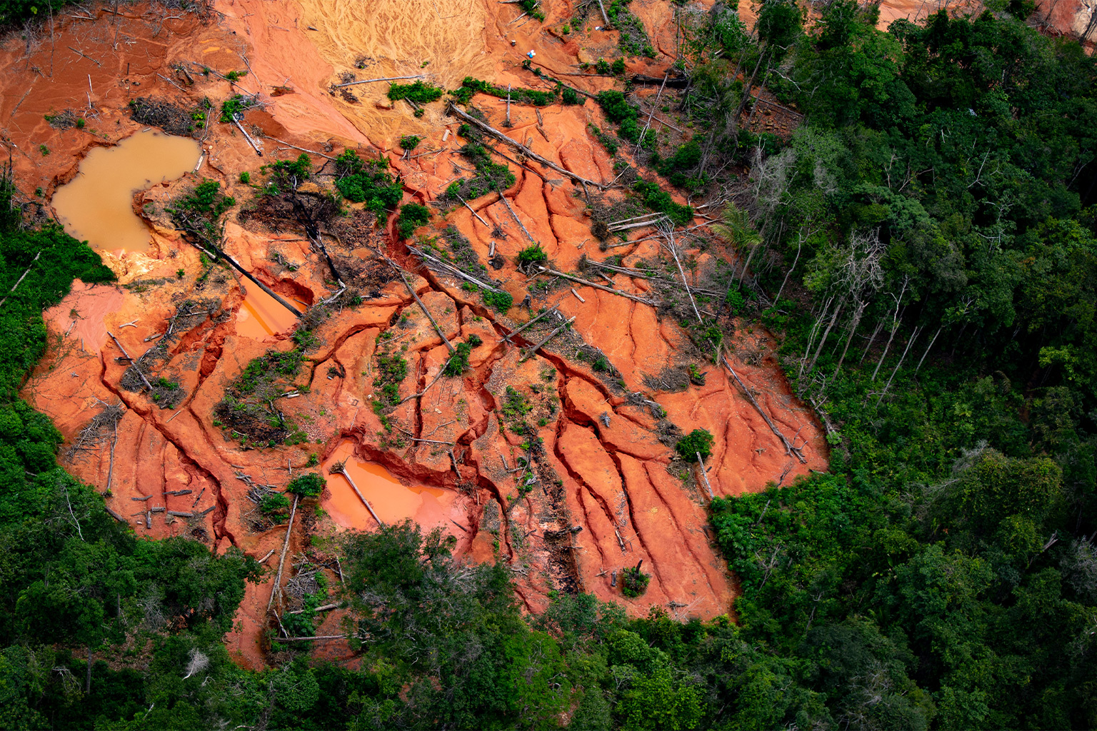 Illegal gold miners have wreaked havoc within the Yanomami Indigenous Territory for decades.