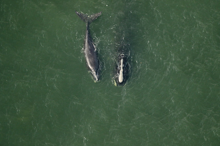 3 Ways Right Whales Help Our Climate - Conservation Law Foundation