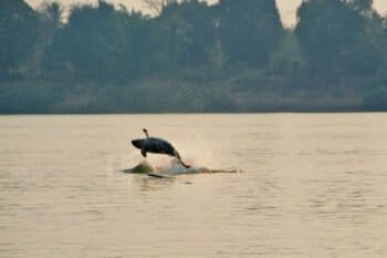 An Irrawaddy dolphin.