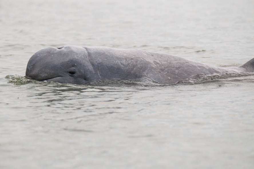 An Irrawaddy dolphin. 