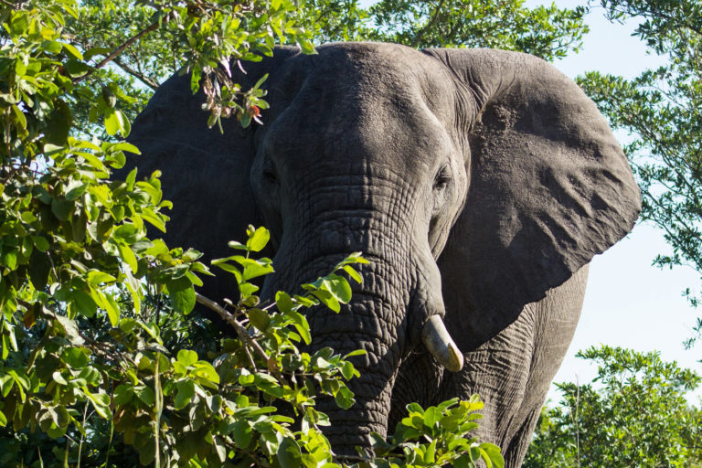 Elephants promote jumbo trees, boosting the carbon stores in Africa’s