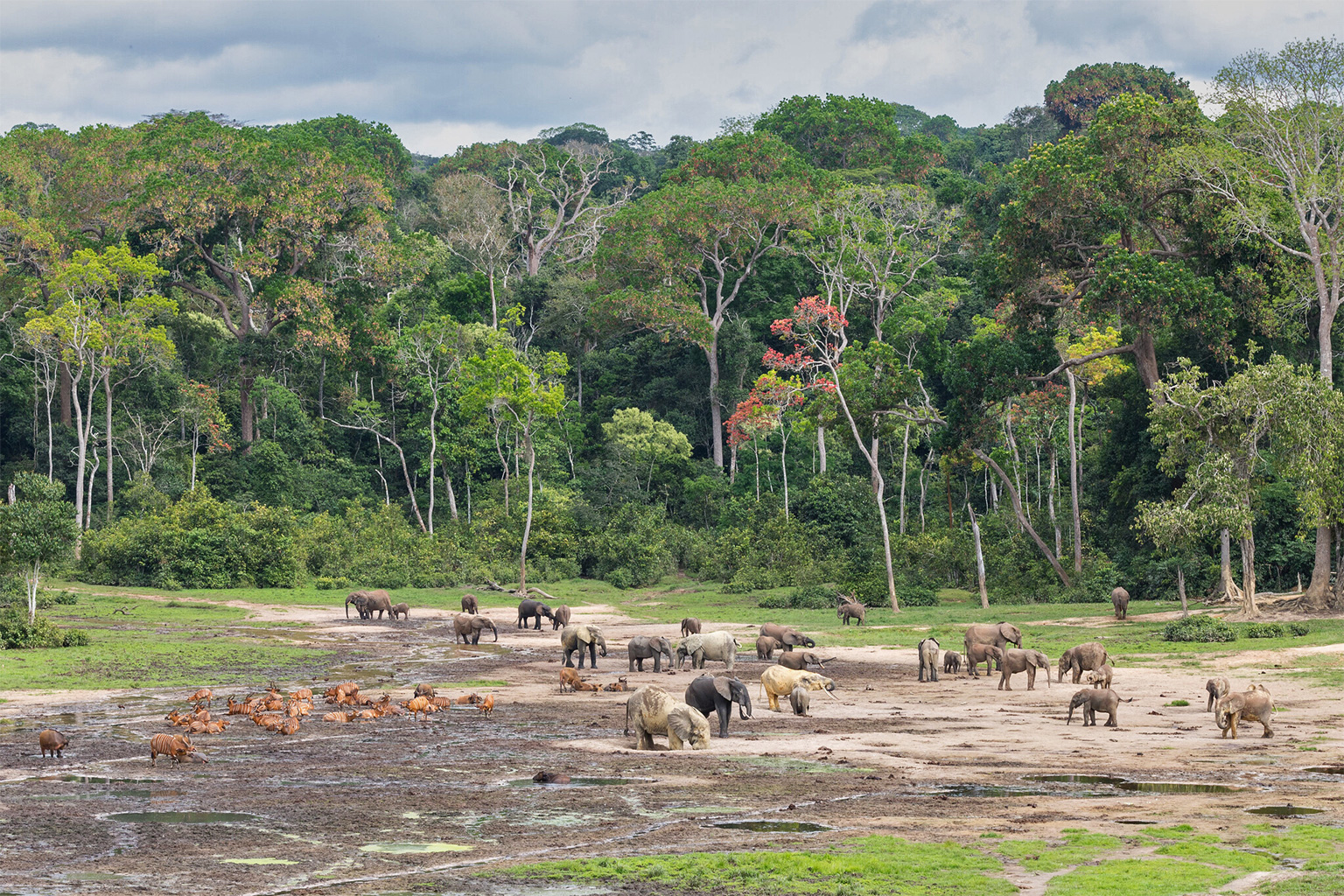 Forest elephants, lowland bongos and forest buffalos in Central African Republic.