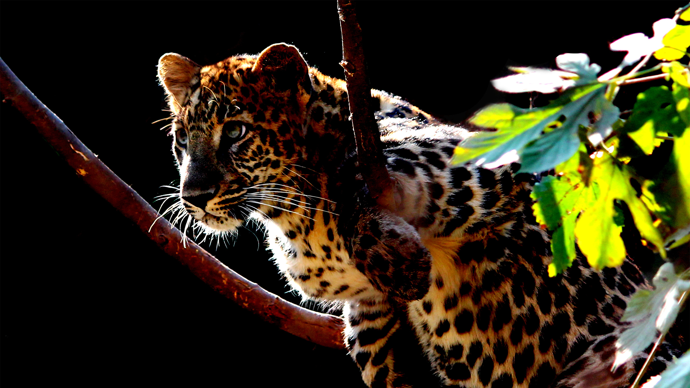 A leopard cub on a tree branch.