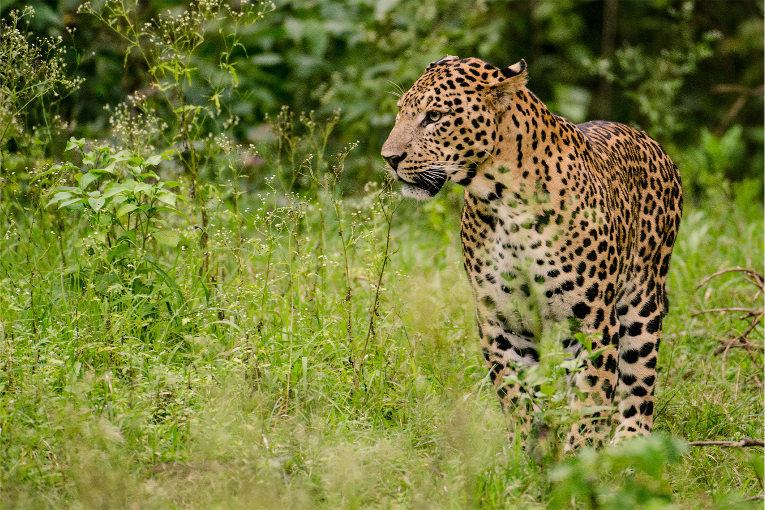 A leopard.