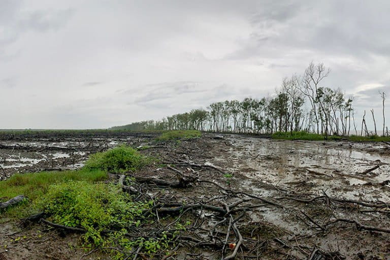 Mangroves cleared for oil palm.