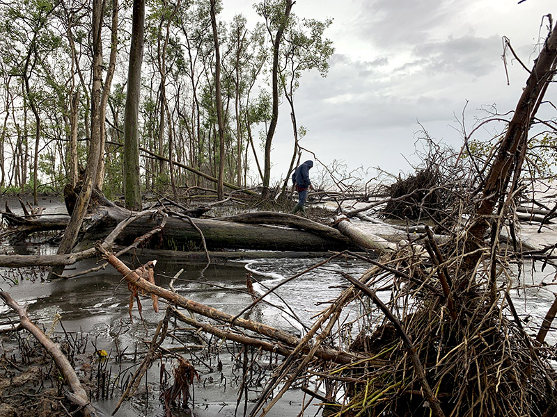 Pohon-mangrove-jenis-api-api-tumbang-dihantam-gelombang-di-pantai-timur-Jambi-di-Desa-Sungai-Sayang-Sadu-Tanjung-Jabung-Timur