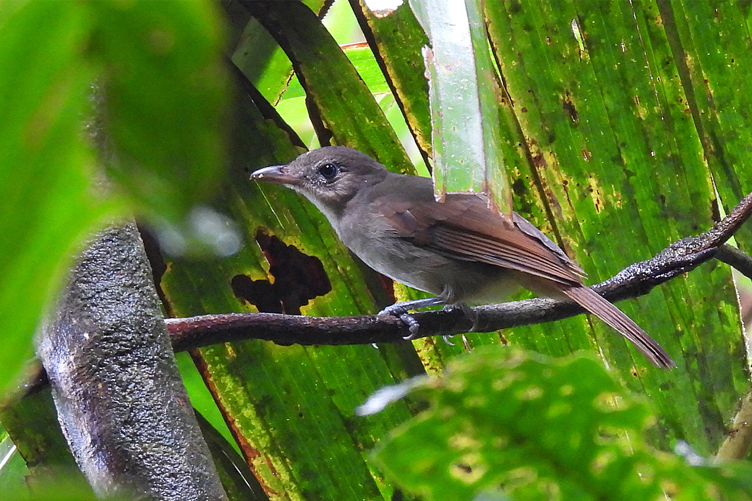 A Sangihe shrikethrush (Coracornis sanghirensis) on a branch.