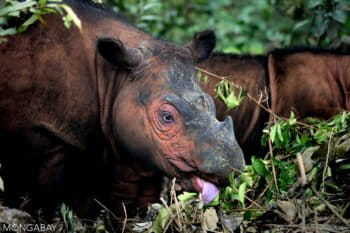 Two Sumatran rhinos. Image by Rhett A. Butler/Mongabay.