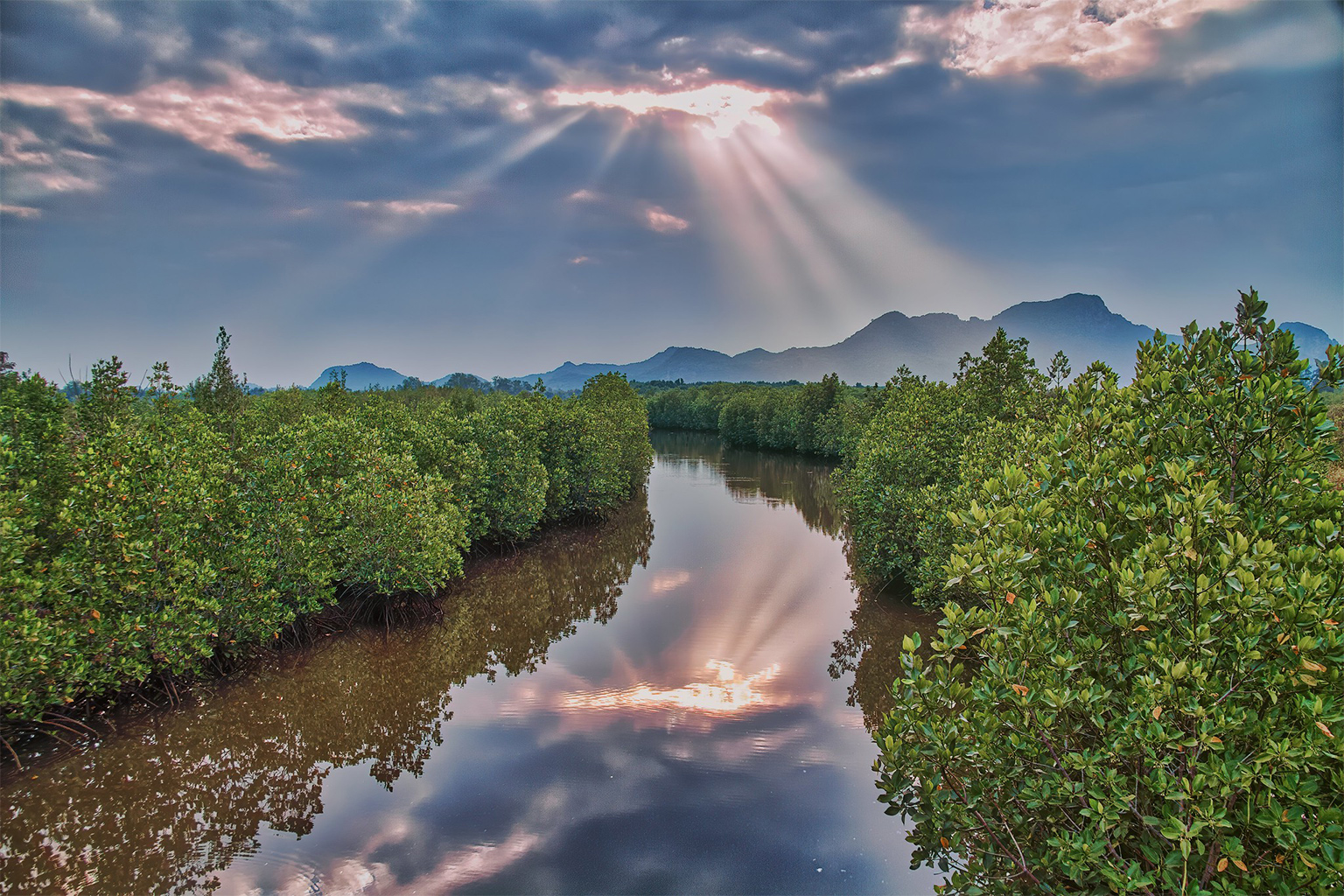 A restored mangrove forest in Thailand. 