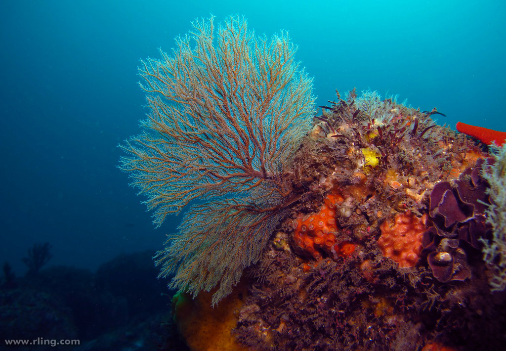 A Gorgonacea coral.