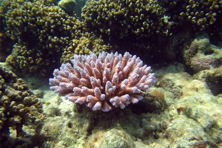 A wild coral.