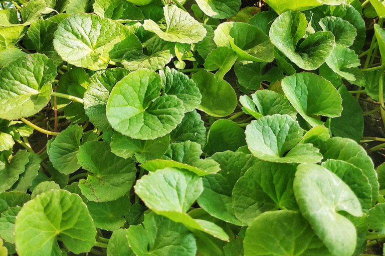 Gotu kola image by Shahidul Hasan Roman via Wikimedia Commons, CC BY-SA 4.0.