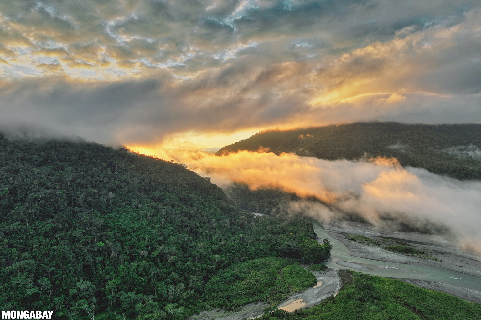 Rainforests — Beauty of the Planet, by Shruti Mahajan, The Climate  Company