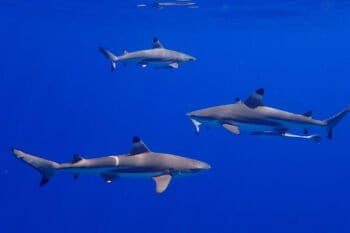 Blacktip sharks and remoras.