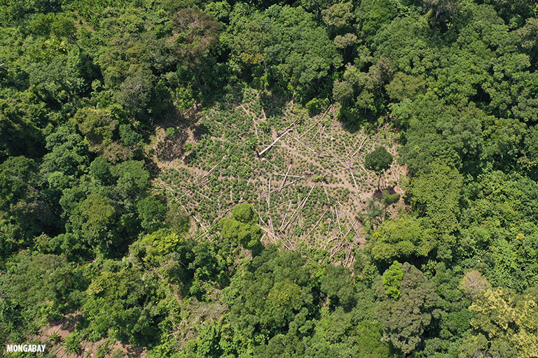 deforested area