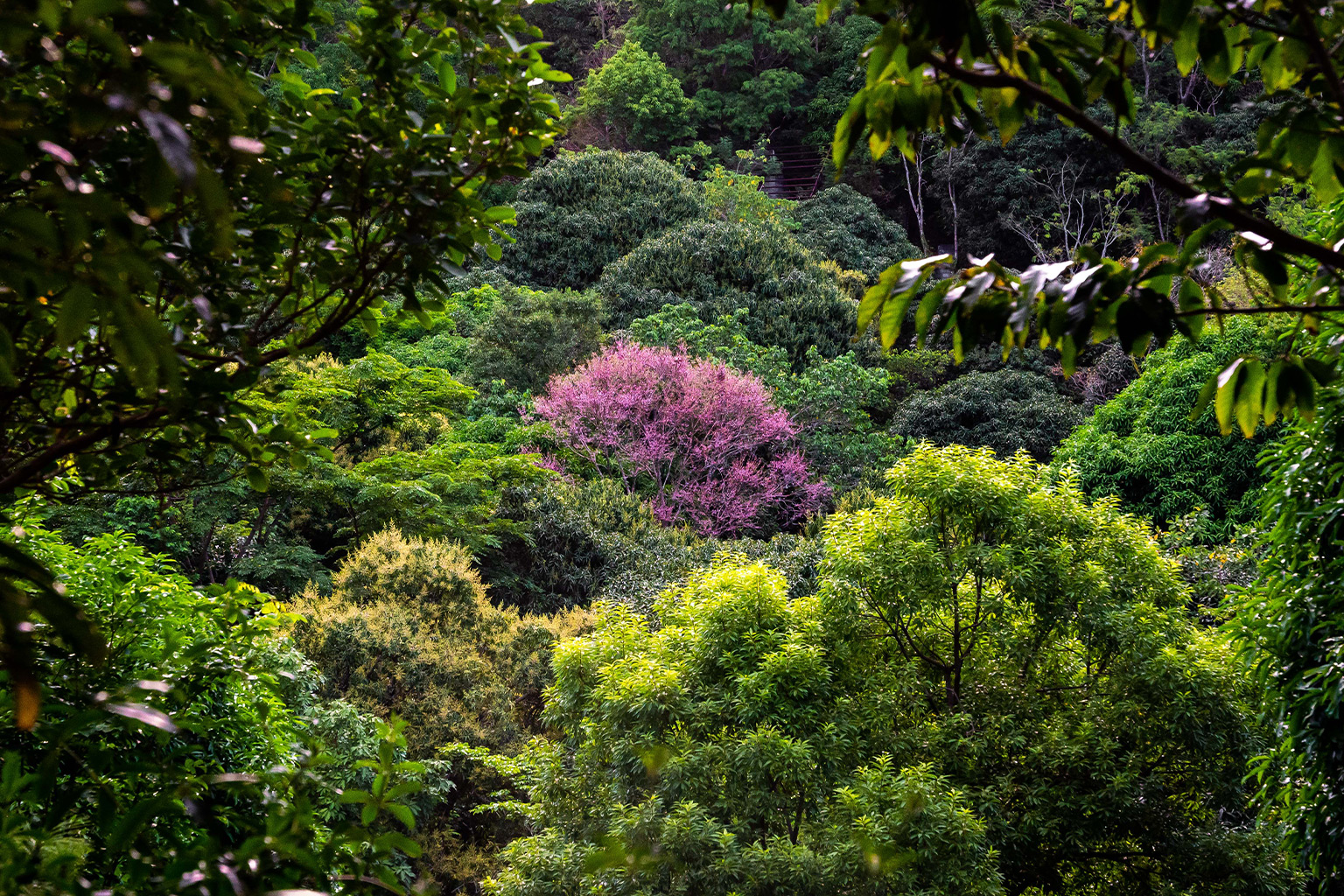 Standing out in a sea of green, the Salinggogon (Cratoxylum formosum) is a native tree that is known for its elegant pink flowers.