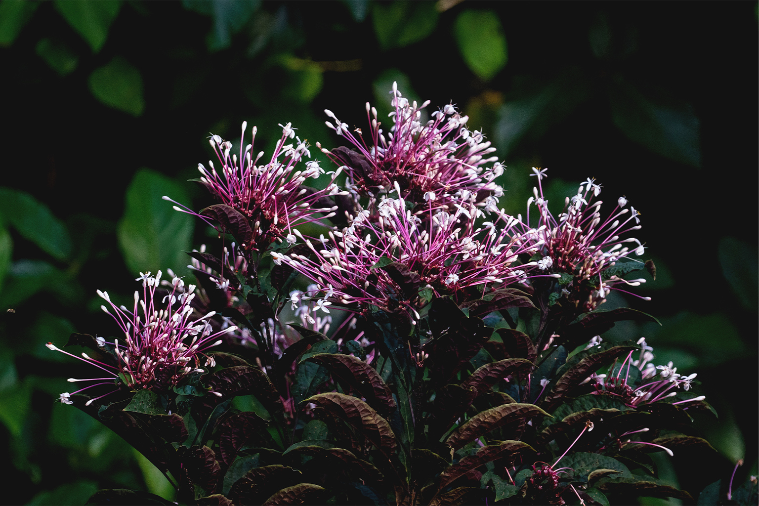 Flowers of the Bagawak-Morado (Clerodendrum quadriloculare).