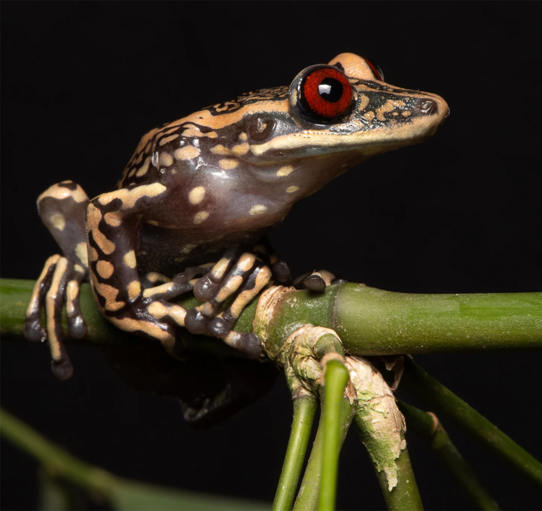 The River Pomba Helmet Frog (Nyctimantis pomba).